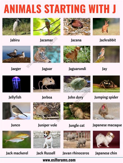 Animals that Start with J: List of 20+ Animals Starting with J with ESL ...