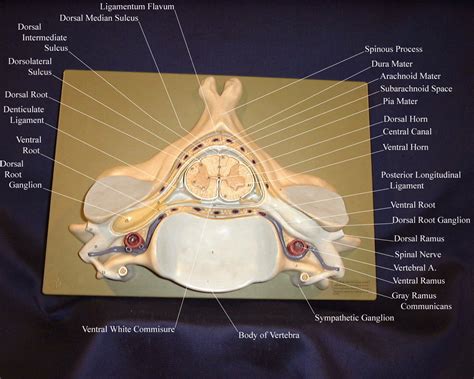 Spinal Cord Model Labeled