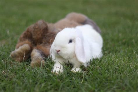Dwarf Holland Lop - Every Bunny Welcome