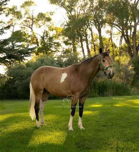 Tennessee Walking Horse Buckskin Tobaino