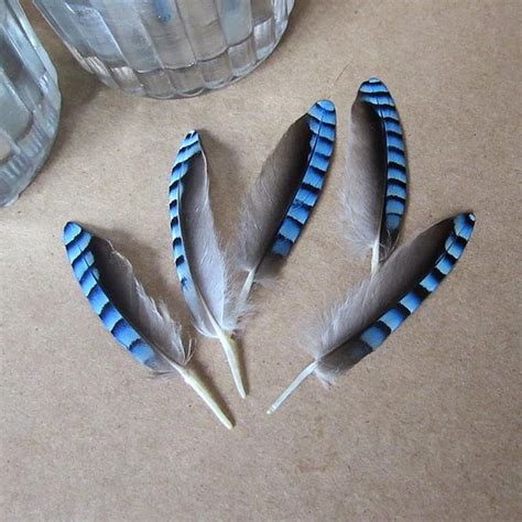 Blue Feather With Black Stripes And White Tip Meaning at Travis Day blog