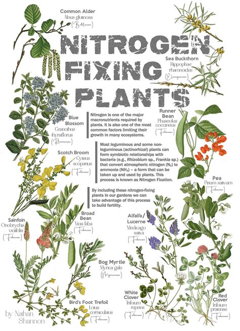Nitrogen fixing plants – a poster – Earthed Up!