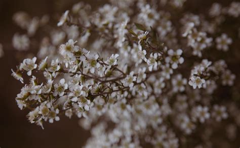 Unveiling the Enchanting Native Flora of Australia: A Journey Through Nature’s Wonderland