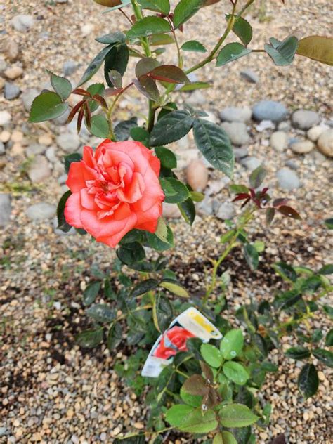 Lowe's Versatile Blooming Shrubs for Stunning Rose Gardens - Large to ...