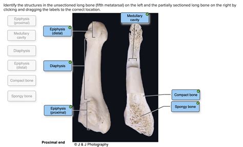 Solved Identify the structures in the unsectioned long bone | Chegg.com