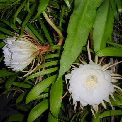HERBALISM Brahma Kamal Plant Price in India - Buy HERBALISM Brahma ...