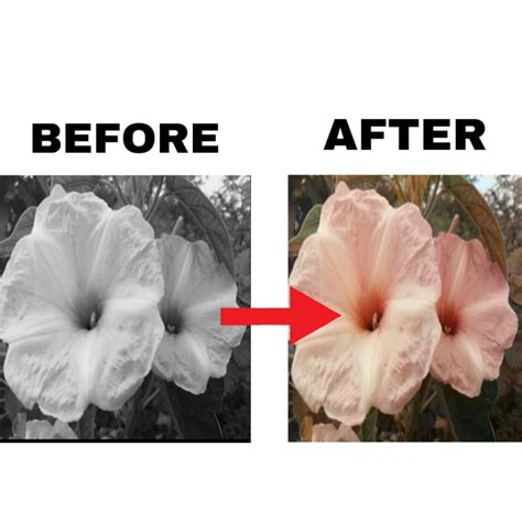 Image result for How to Restore Color