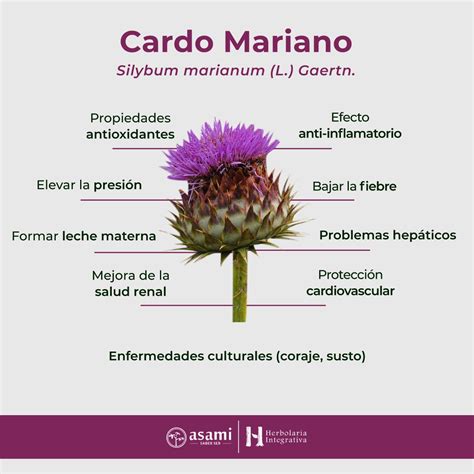 Cardo Mariano – Silybum marianum (L.) Gaertn. - Asami :: Saber Ser