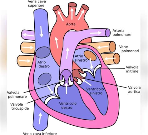 HUMAN HEART DIAGRAM (EASY) FOR BOARD EXAMS WHICH CAN BE MADE IN 3-5 ...