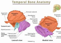 Image result for temporal bone