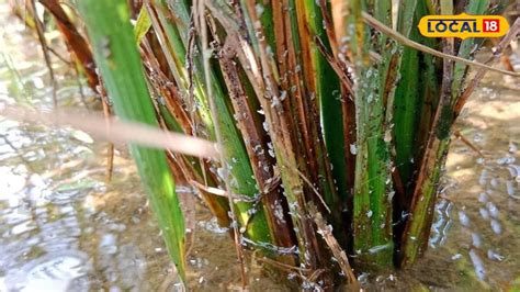 Agriculture Tips: বৃষ্টির জেরে ধানখেতে পোকার উপদ্রপ! সাদা হয়ে যাচ্ছে ...