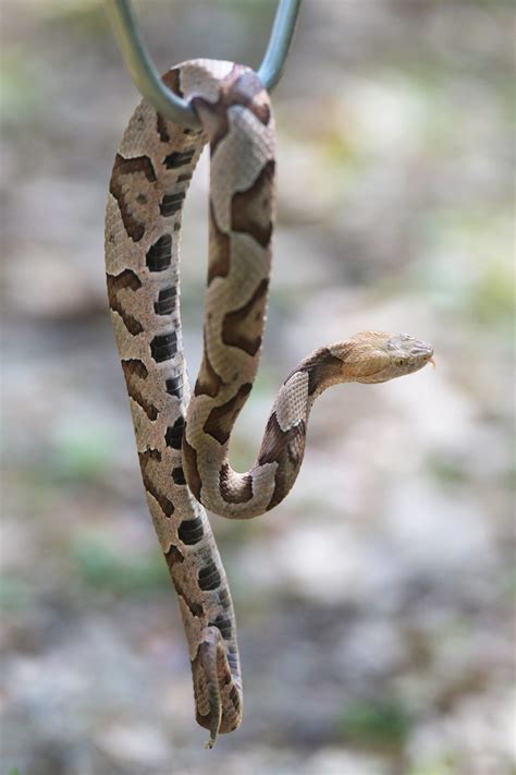 Snakes In South Alabama