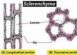 sclerenchyma 的图像结果
