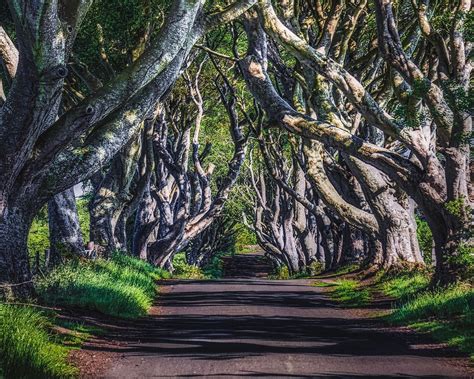 Download wallpaper 1280x1024 alley, road, trees, branches, grass ...