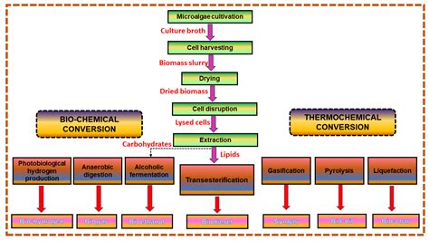 Exploring the Pivotal Significance of Microalgae-Derived Sustainable ...