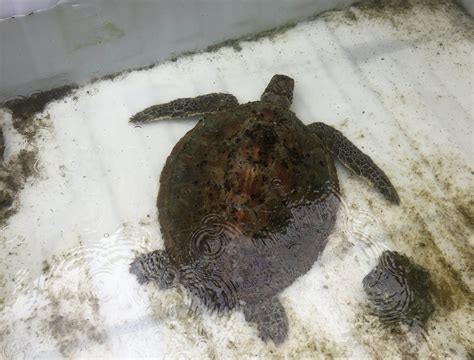Shell-shocked: Environmentalists outraged by attempted turtle theft ...