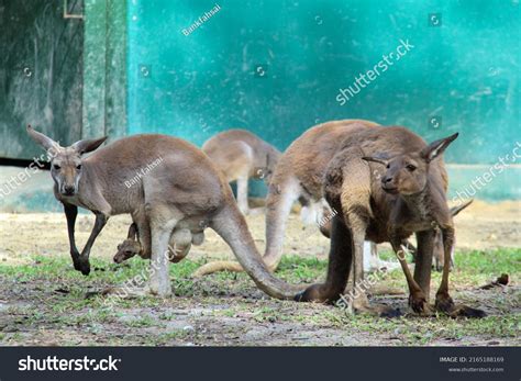 Kangaroos Phylum Spinal Cord Animals Class Stock Photo 2165188169 | Shutterstock