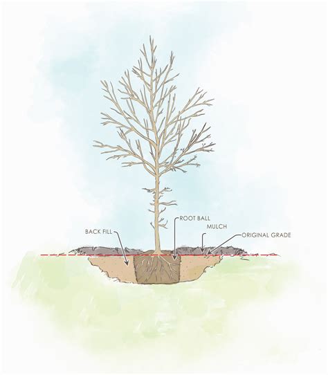 Tree Planting Job Requirements at Shanna Gaiser blog