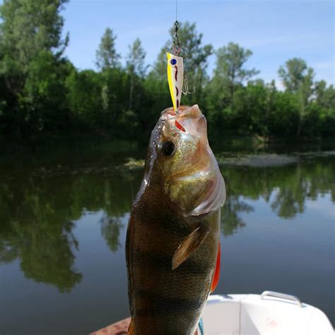 Buy Fishing Lures, Minnow Popper Crank Baits Pencil Bass Trout Fishing ...