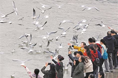 汉阳长江边数男童上演飞人戏水 隐患无穷(图)