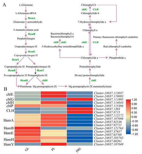Molecular and Metabolic Insights into Anthocyanin Biosynthesis for Leaf ...