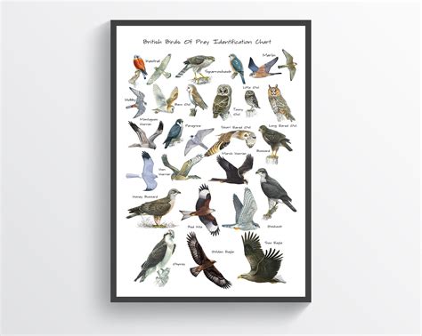 British Birds of Prey Identification Chart Wildlife Poster A5 | Etsy UK
