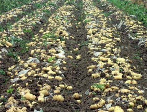 土豆一亩地能产多少斤_百度知道