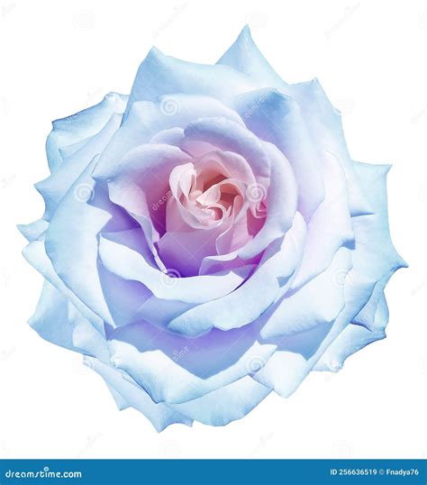 Light Blue Rose Flower on White Isolated Background with Clipping Path ...