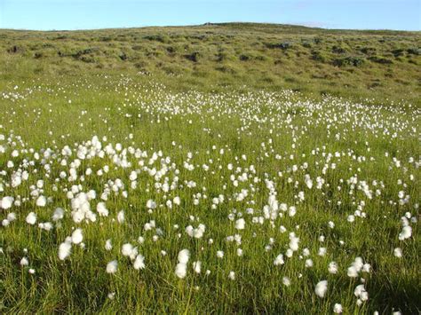 This Spring 的图像结果