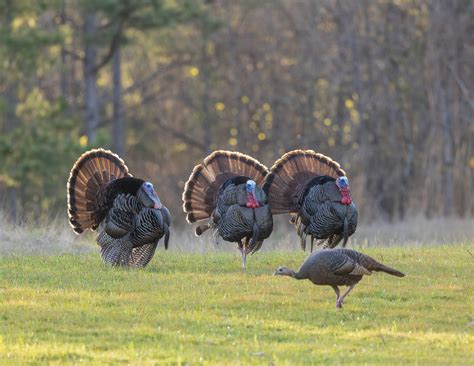 Turkey Nesting 的图像结果