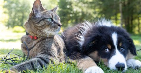 Pets/Animals: IELTS Speaking Questions with Answers - Edu Hyme