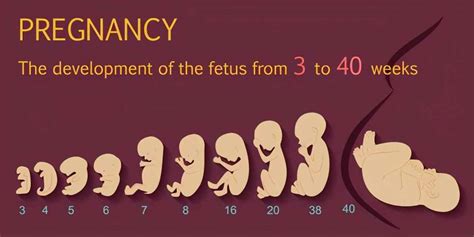 試管嬰兒誕生記：走進試管嬰兒胚胎培養，探秘生命創造的神奇歷程 - 每日頭條