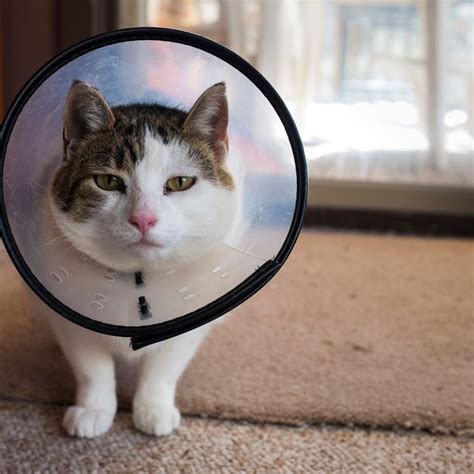 Surgery — Brookdale Animal Hospital