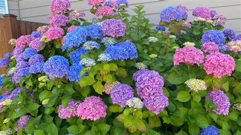 When Do Hydrangeas Bloom in Your Region? Expert Tips by Zone
