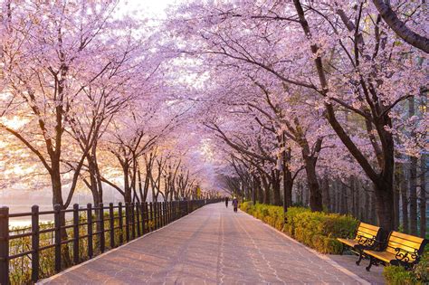 Seoul’s Top Cherry Blossom Parks, Palaces, and Walks - Where to Find Seoul’s Most Beautiful ...