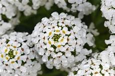 fiori profumati da giardino iberis pianta apprezzata per i suoi fiori brillanti e fiori profumati da giardino iberis pianta apprezzata per i suoi fiori brillanti e
