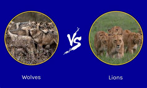 Lion Vs Wolf