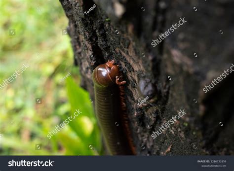 Millipedes Included Phylum Arthropoda Animals Jointed Stock Photo 2216722859 | Shutterstock