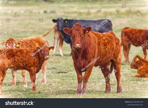 Red Poll Cattle
