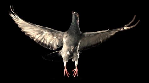 Scientists Make Drones Maneuver Better By Using Pigeon Feathers ...