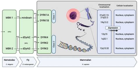 The Omnipresence of DYRK1A in Human Diseases