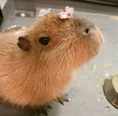 Best 13 The cute capybara in the farm is eating – Artofit