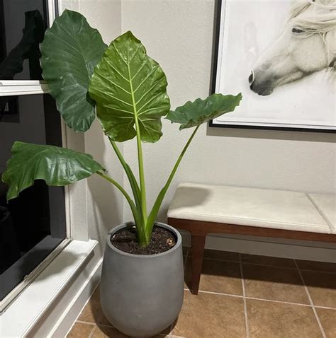 Where Is The Best Place To Plant An Elephant Ear at Janice Reed blog
