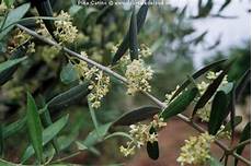 fiori di ulivo l ulivo di puglia fiori di ulivo l ulivo di puglia