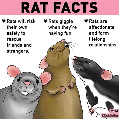 Cute Rats: Fun Facts and Adorable Photos