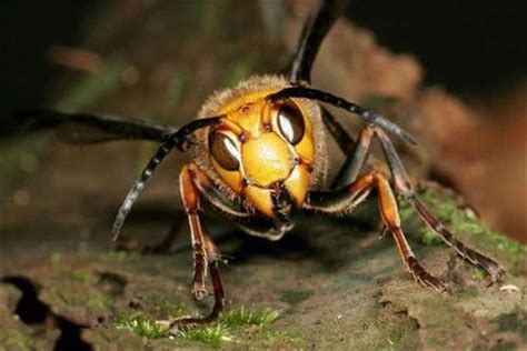 世界上最恐怖的大黄蜂 日本大黄蜂（被称之地狱大黄蜂）_探秘志