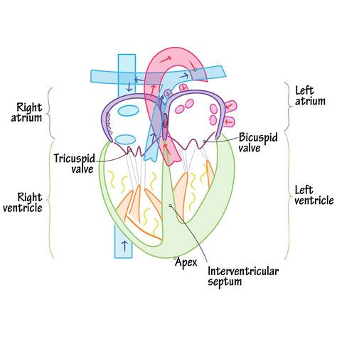 Gross Anatomy Glossary: Heart - Internal Features | ditki medical ...
