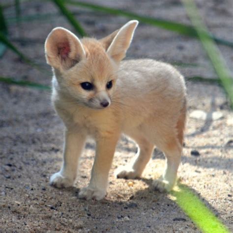 baby, adorable and desert - image #7618624 on Favim.com