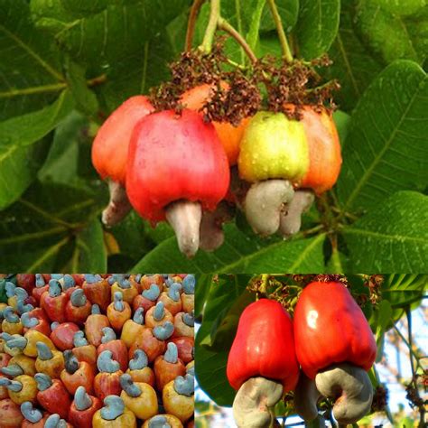 Pin by Patty Lilavois on Foods and Drinks | Cashew, Exotic fruit ...