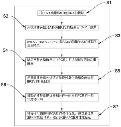 一种基于多重荧光定量PCR检测技术的牛呼吸道病毒检测方法_2